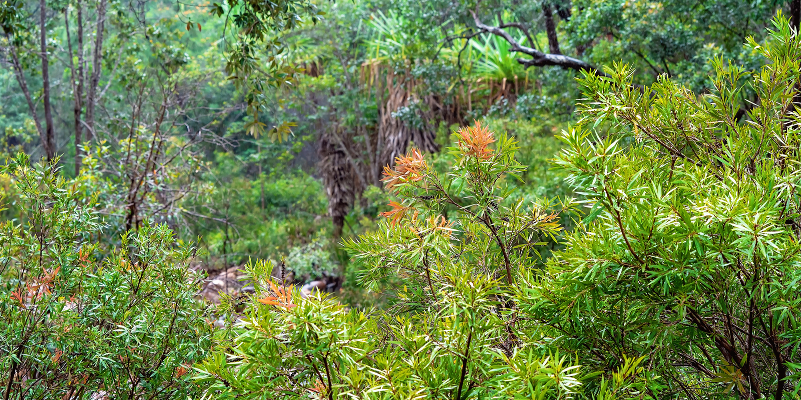 The Top 10 Family Friendly Bushwalks near Melbourne (2023)